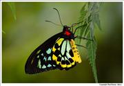 Wildlife Birdwing-Butterfly